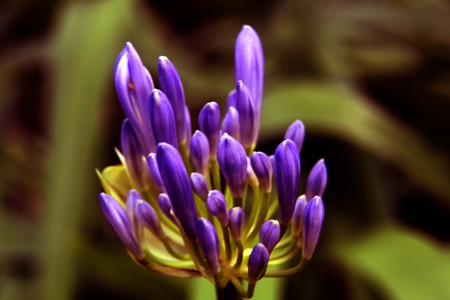 女籃聯賽 女籃聯賽