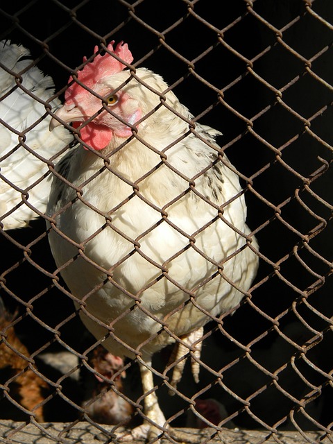 但球迷们赛 但球迷们赛