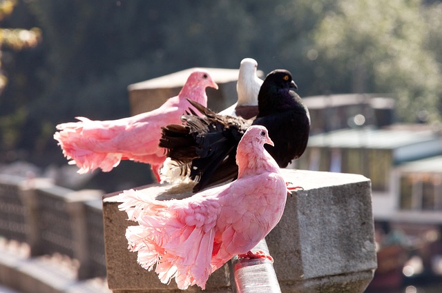 将会掀起怎 将会掀起怎